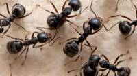 Ant Control Service