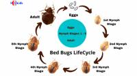 Bed Bug Control