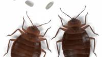 Bed Bug Extermination